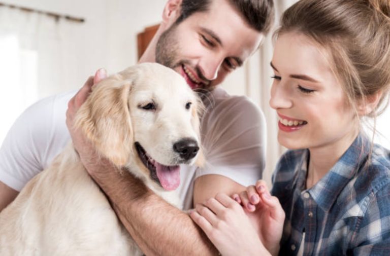 chiot golden retriever câlin couple humains homme femme