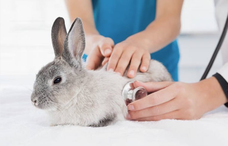 lapin vétérinaire