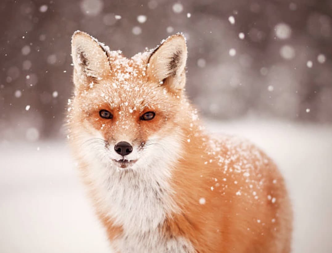 renard