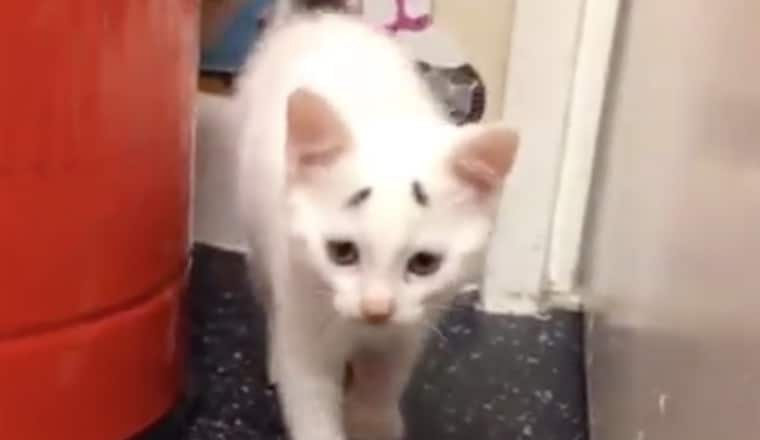 concerned kitty