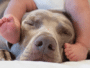 chien bébé