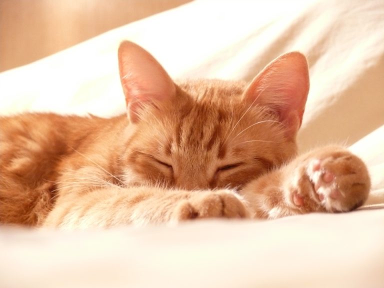 chat dort