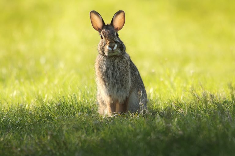 lapin