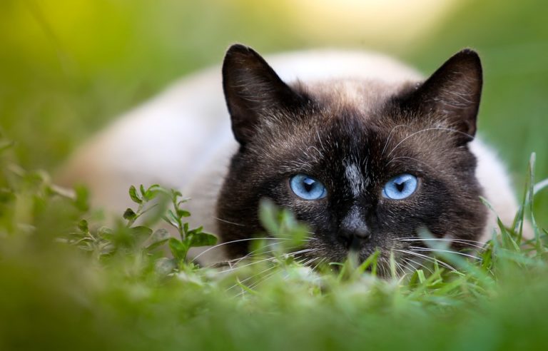 chat