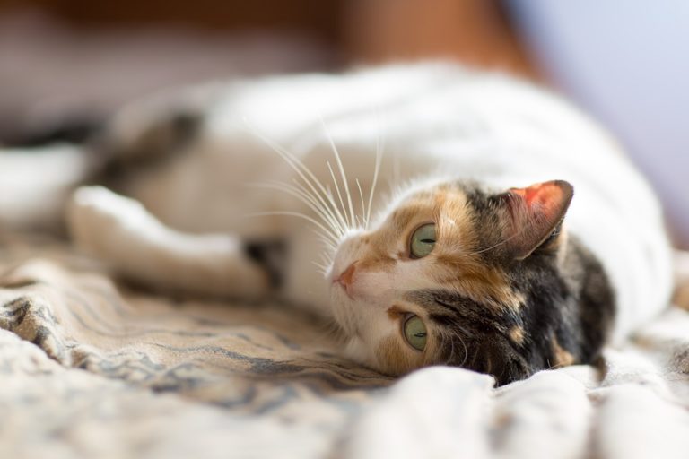 chat couché