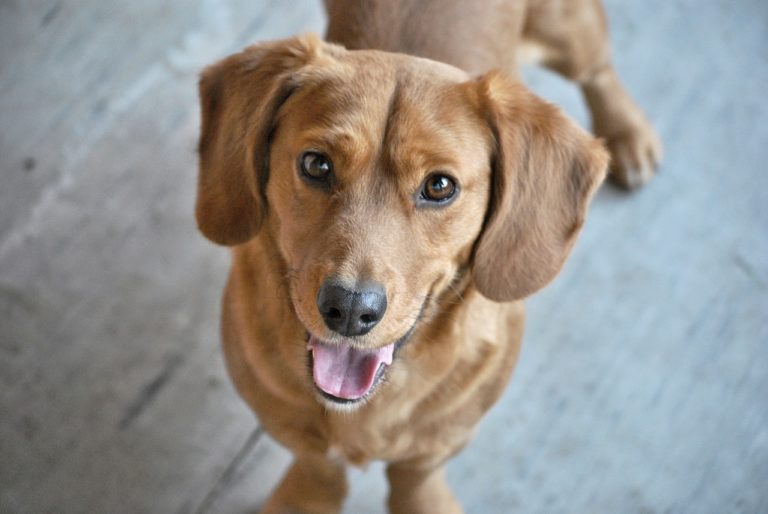 chien marron regard