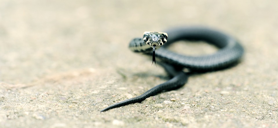 serpent