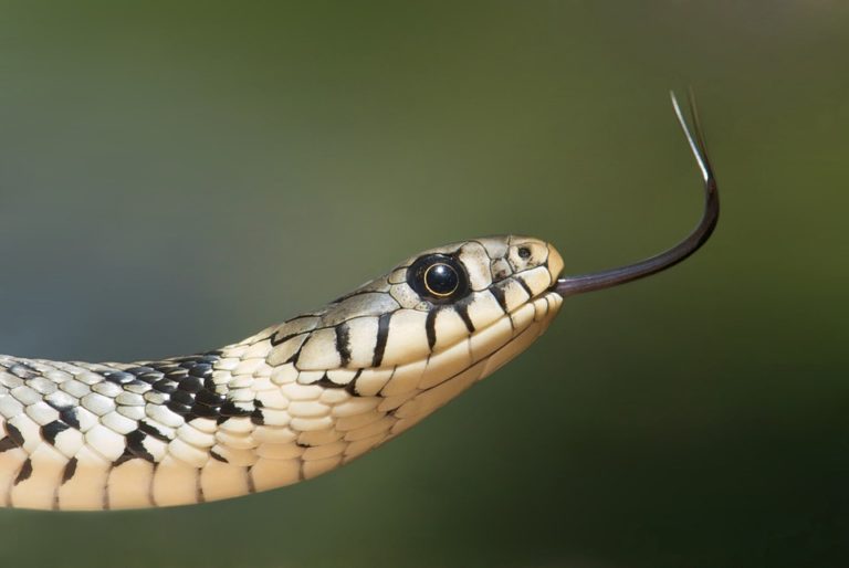 serpent