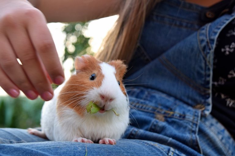 Top 5 des meilleurs animaux de compagnie en appartement