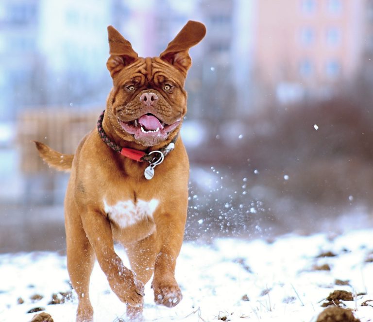 chien mastiff court neige hiver heureux