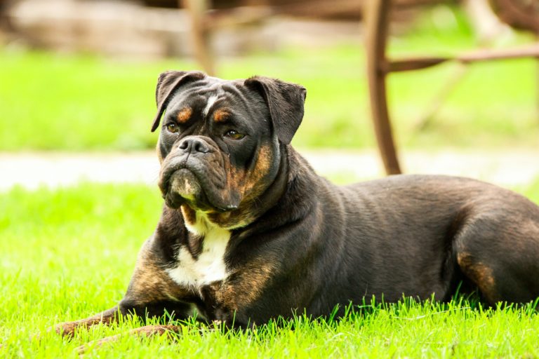 chien herbe couché