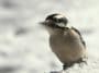 oiseau neige
