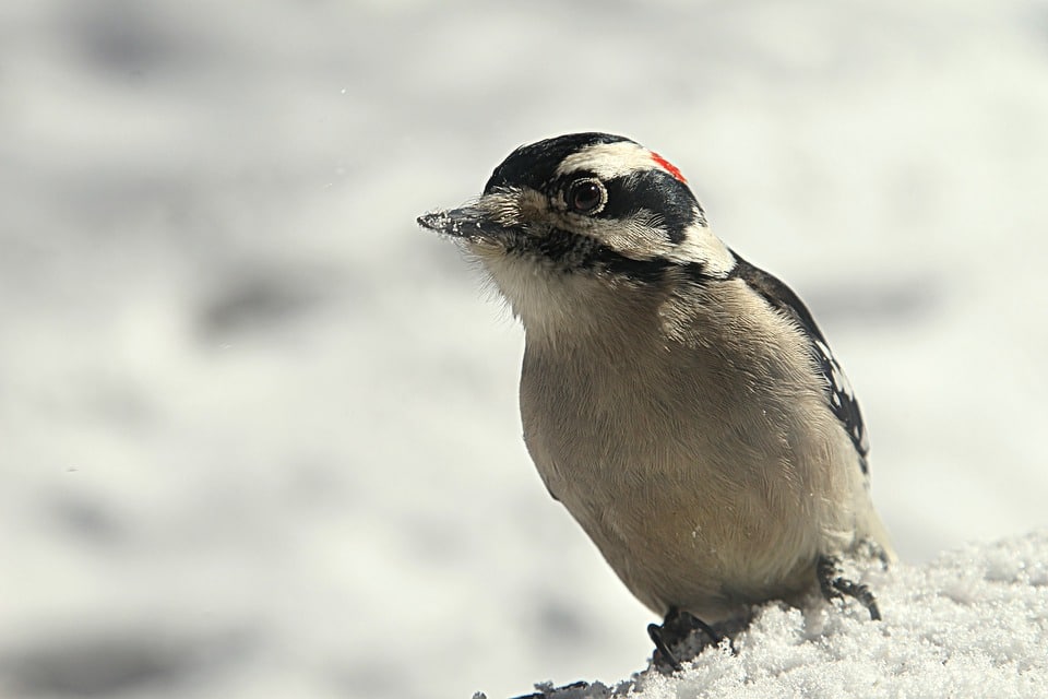 oiseau neige