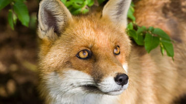 renard