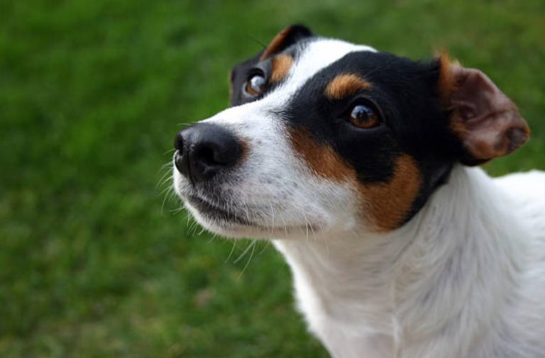 chien jack russell