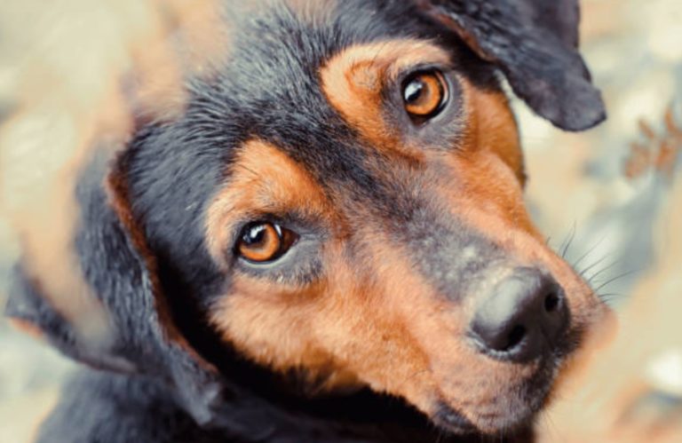 chien regard triste