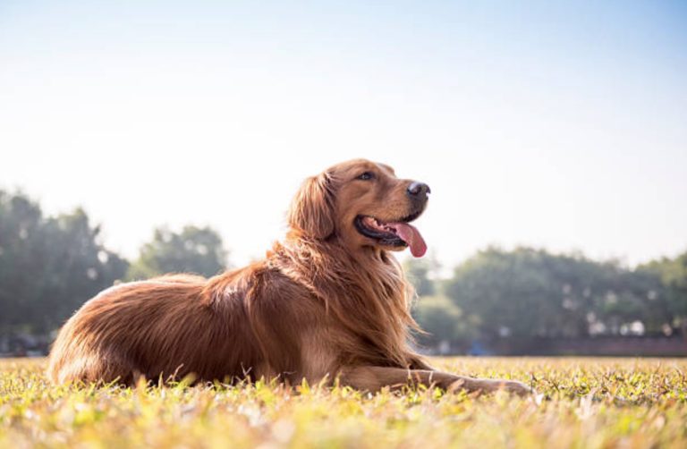 chien golden retriever couché soleil herbe