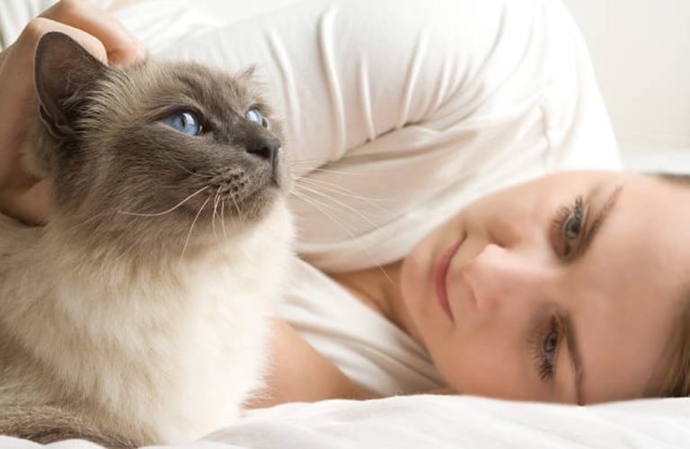 chat câlin