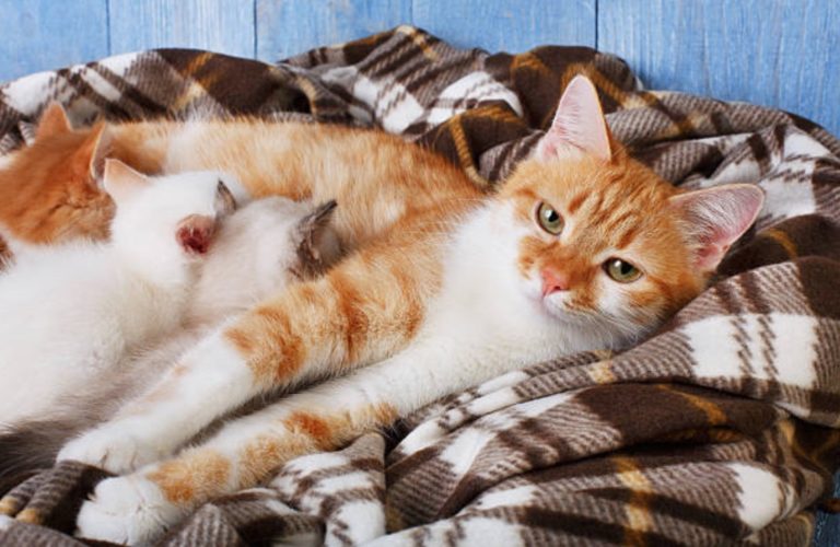 chatte allaite chatons