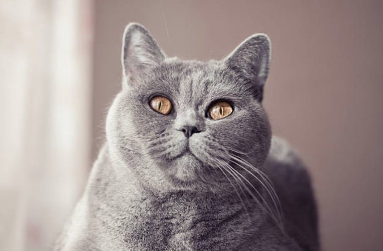 chat british shorthair regard