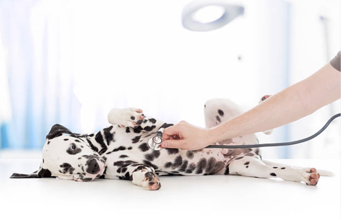 chiot chien dalmatien vétérinaire