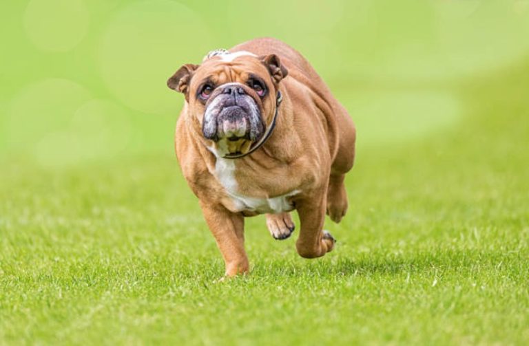 chien gros obèse court