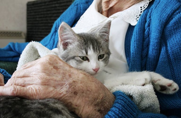 chat câlin humain personne âgée