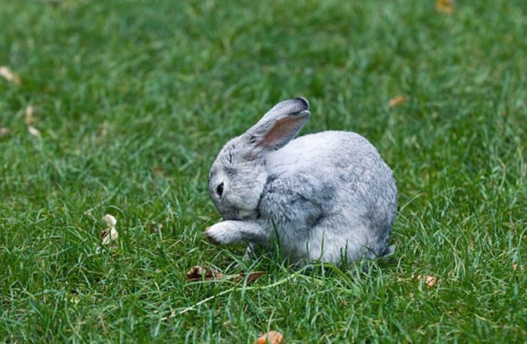 lapin lèche