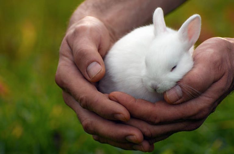 lapin dort mains