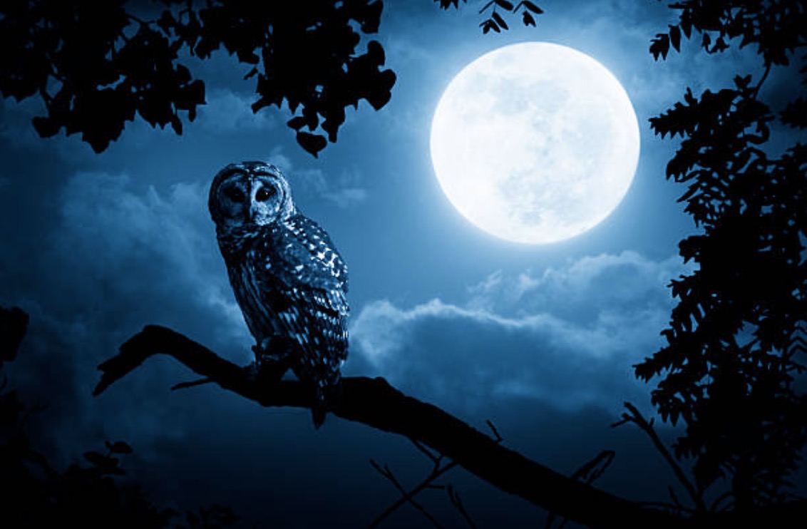 chouette nuit