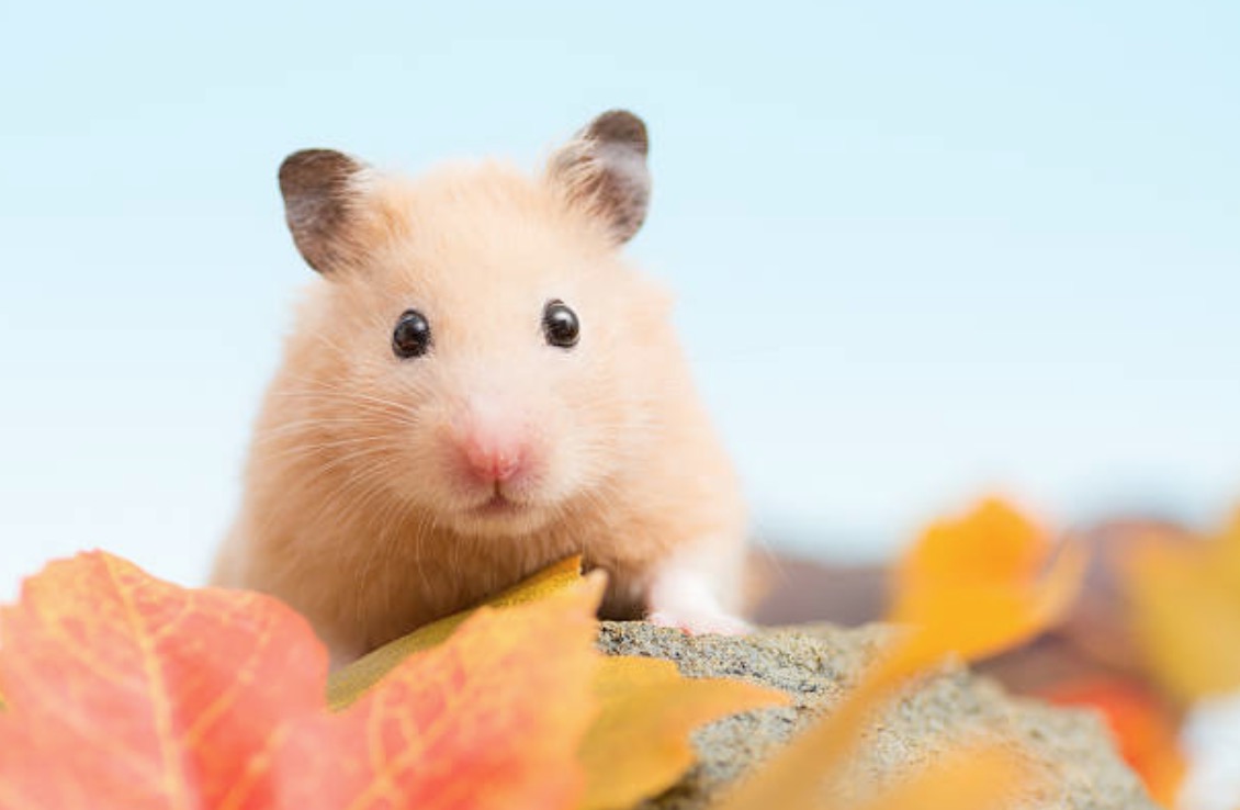 hamster