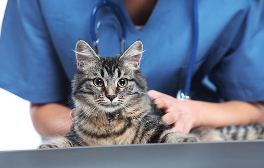 chat vétérinaire