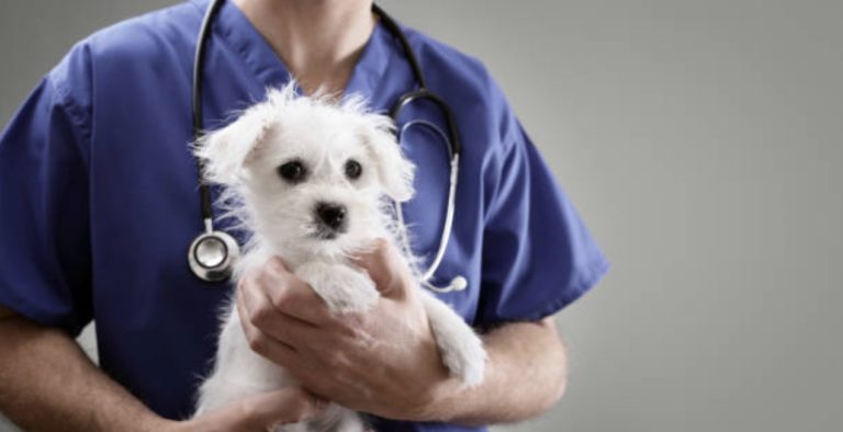 chien vétérinaire