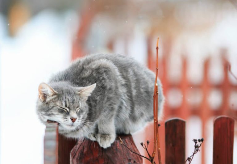 chat frotte