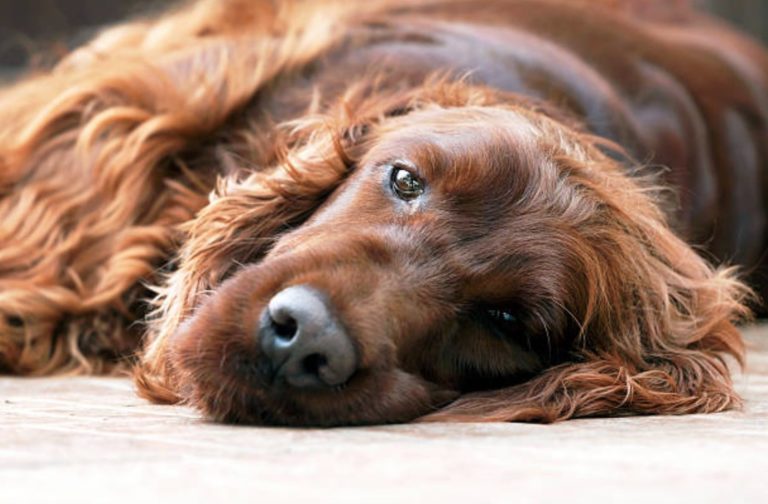 cocker chien couché triste fatigué