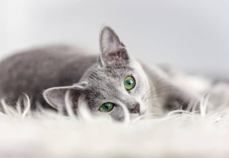 chat