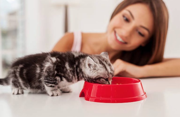 chaton mange gamelle femme humain