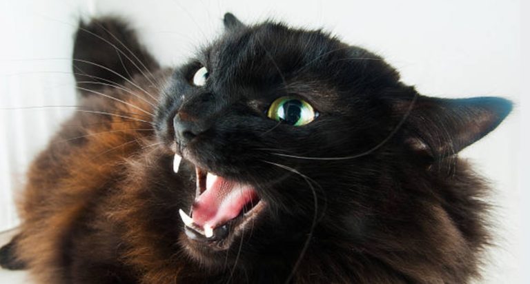chat agressif