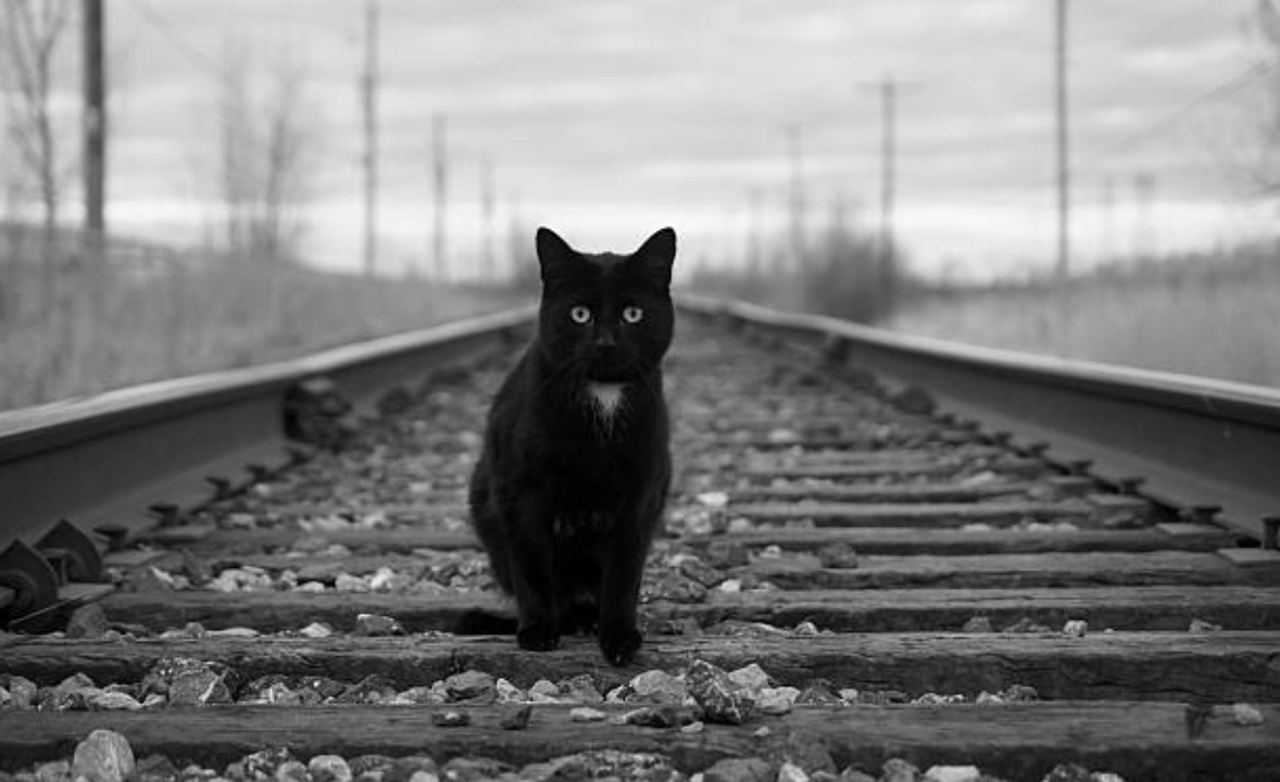 chat noir rail train
