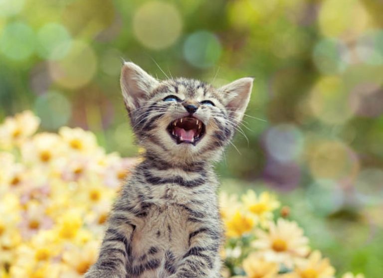 chaton miaule