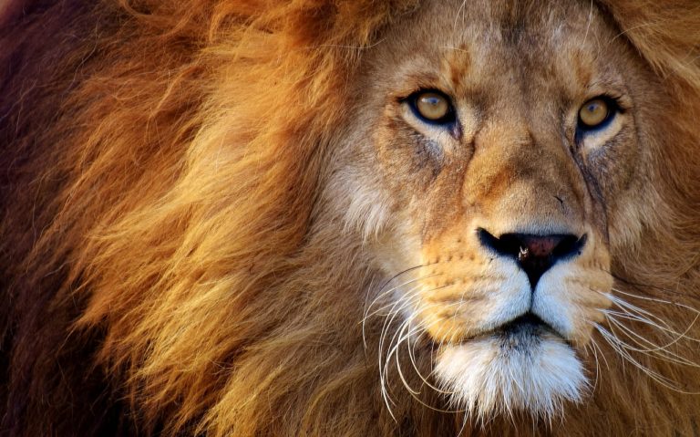 lion