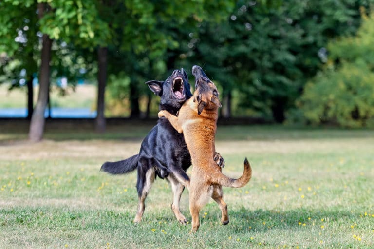 chiens bagarre