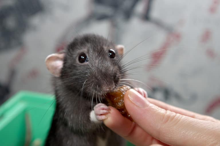 rat mange