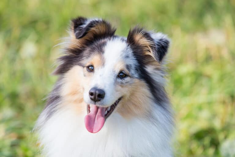 chien berger des shetland