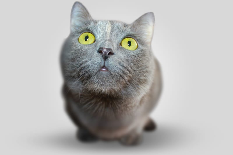 chat