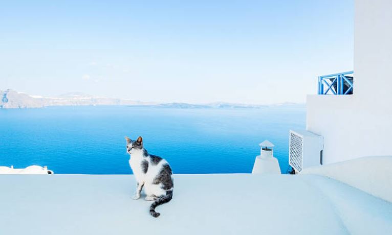 chat mer grèce