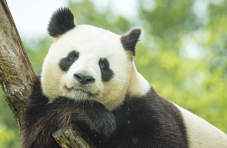 panda géant