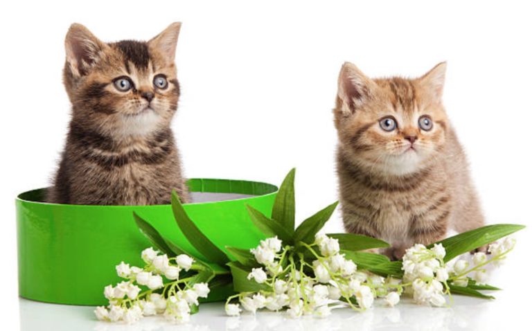 chatons muguet plante