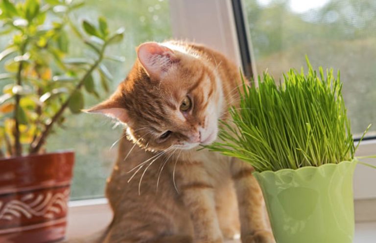 chat herbe mange