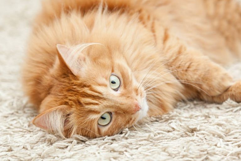 chat couché tapis